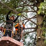Tree company in West Creek professionals in a bucket pruning a tree
