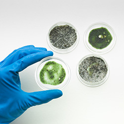 A hand in a blue glove holding 1 of 4 petri dishes which are growing mold similar to what is found in homes that neglect duct service in Ocean County 