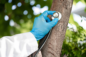 Tree company in West Creek employee wearing medical attire holding a stethoscope up to a tree.